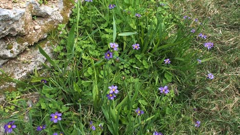 Abejas-Polinizando-La-Flor-Nacional-De-Las-Bermudas-&quot;bermudiana&quot;.