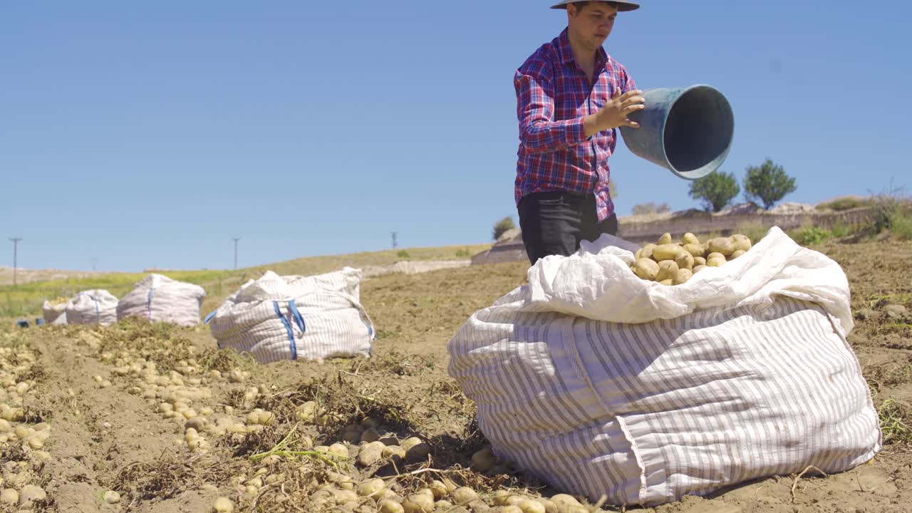⁇ 에서 감자를 모으고 있습니다.