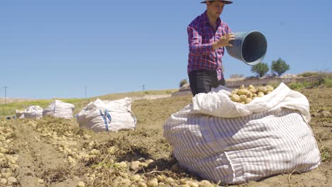 recogiendo patatas en el campo.