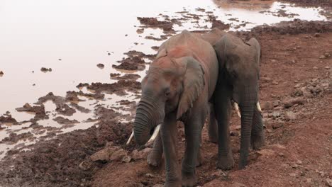 a sight of elephants standing in close proximity to one another in aberdare national park, kenya - close up