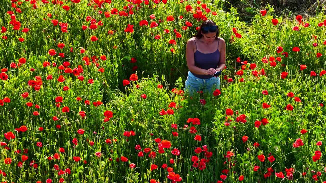 Woman films blooming poppy field under bright summer sunlight, aerial view