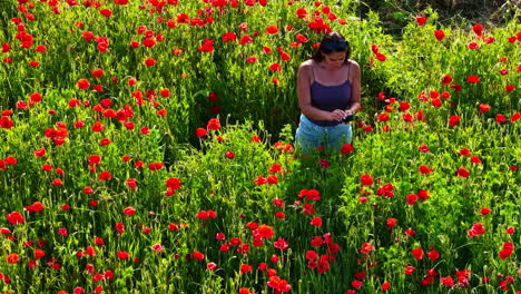 woman films blooming poppy field under bright summer sunlight, aerial view