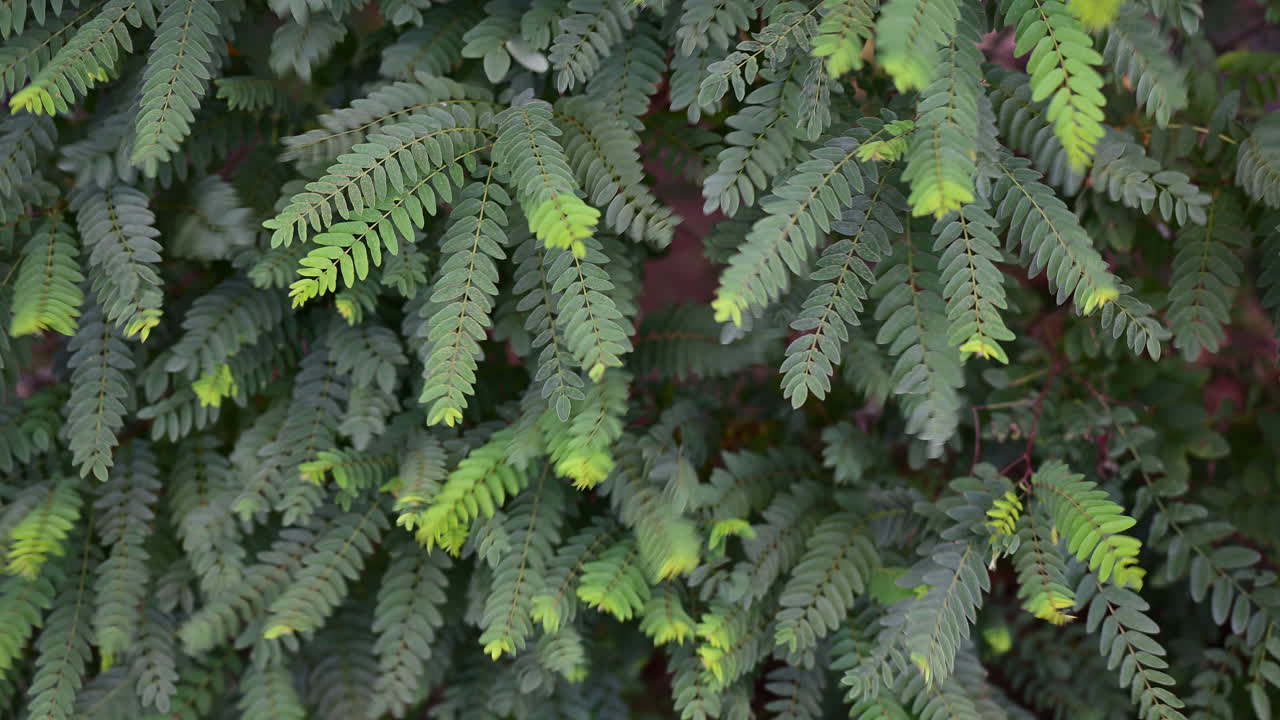 Closeup of green fern-like leaves in dense pattern