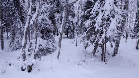 drone-footage-pushing-in-towards-snow-covered-alder-and-spruce-trees-in-the-Swiss-Alps