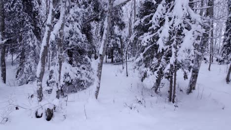 drone footage pushing in towards snow covered alder and spruce trees in the swiss alps