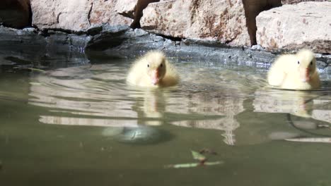 dos patitos amarillos recién nacidos salpican y reman en un estanque, de cerca