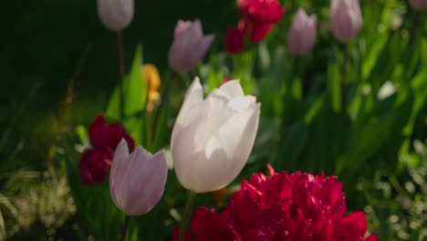 flores de pétalos vibrantes en el jardín verde local, vista de movimiento de primer plano