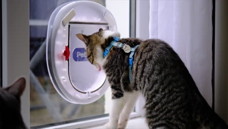 young cat using cat flap for the second time