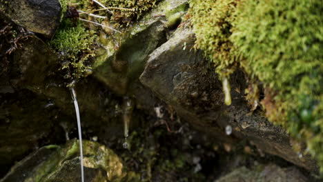 close up view of a water dripping from the mossy rocks