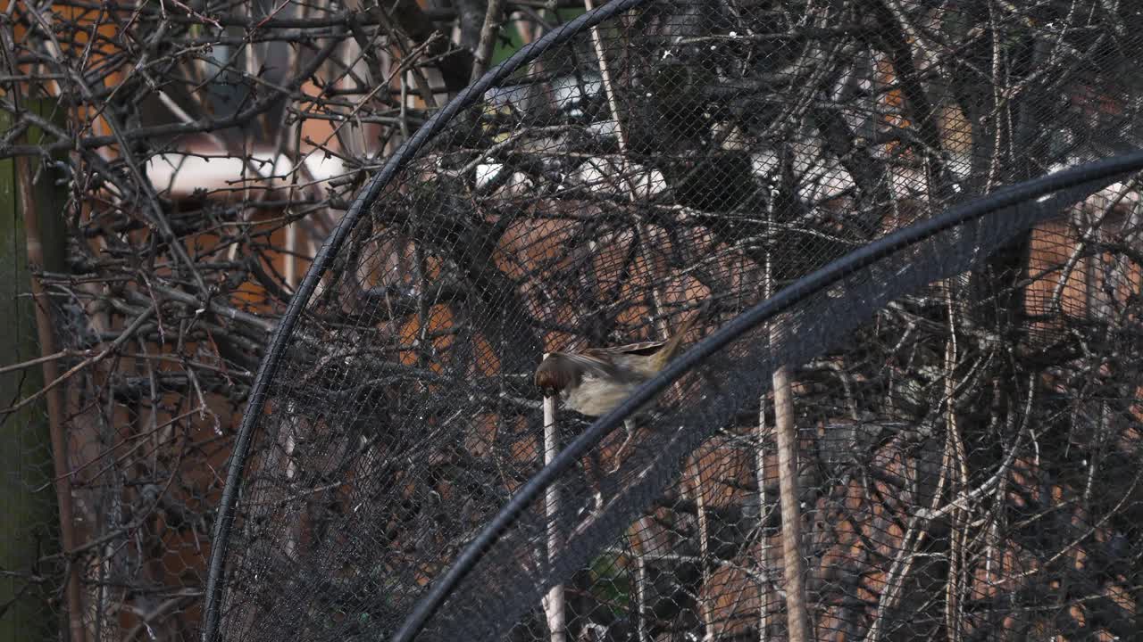 Closeup of sparrow foraging and plucking net with intent of collecting nest building material