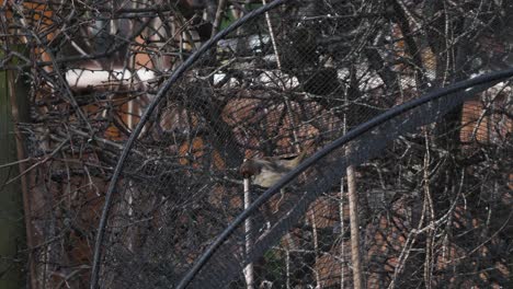 Closeup-of-sparrow-foraging-and-plucking-net-with-intent-of-collecting-nest-building-material