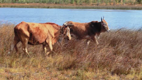 A-close-up-tacking-shot-of-cows-walking-on-a-dry-grassland-under-sunny-conditions