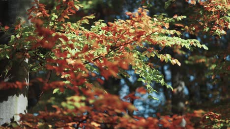 coloridas hojas de otoño con el primer plano borroso