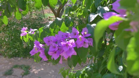 Pink-summer-flower-branches-close-up