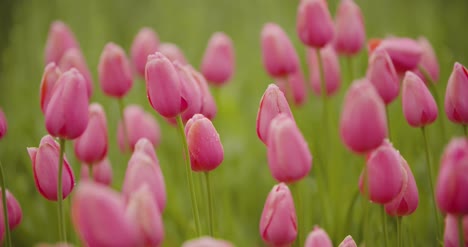 hermosos tulipanes rojos que florecen en el campo 14