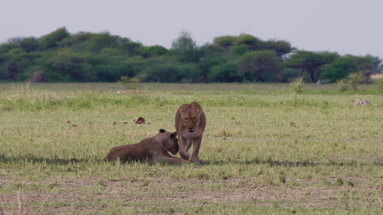 leeuwin sluit zich aan bij een bekende leeuwin die de schaduw legt, voelt zich comfortabel naast haar.