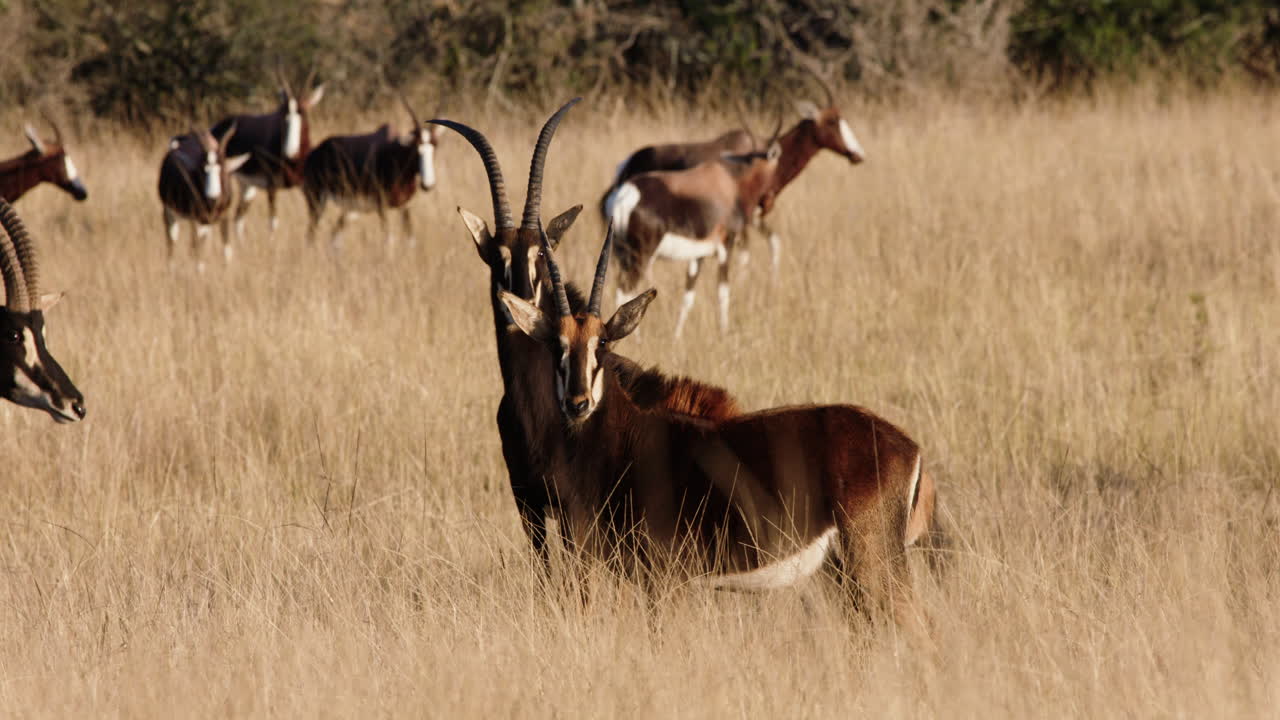 dos antílopes de sable de pie en un rebaño de blesbok en las praderas secas de áfrica