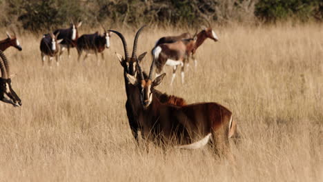 two sable antelope standing in a herd of blesbok on the dry grasslands of africa