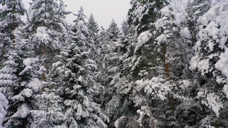 Schöner-Schneeszenenwald-Im-Winter.-Überfliegen-Von-Schneebedeckten-Kiefern.