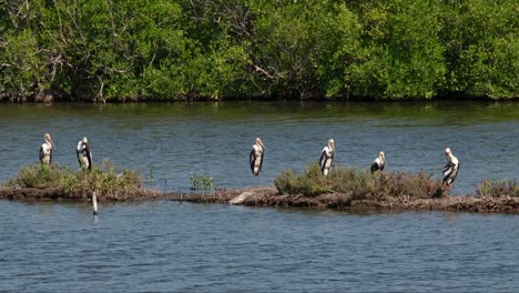 Cigüeña-Pintada-Mycteria-Leucocephala-Descansando-Juntos-En-Un-Bund-En-Un-Bosque-De-Manglares,-Tailandia