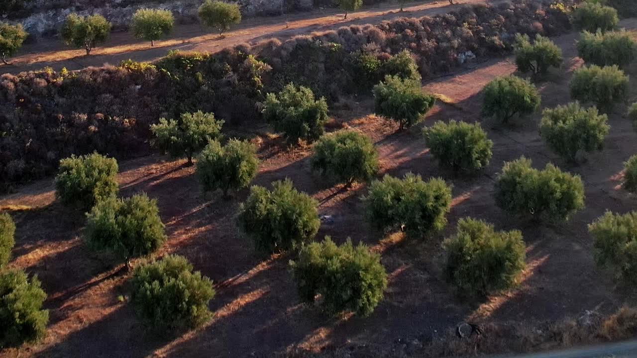 Vista di ulivi e vitigni a Rodi, in Grecia, durante il tramonto