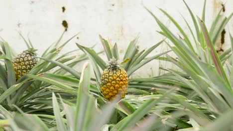 tracking shot along pineapple plantation through pineapple leaves in greenhouse, azores