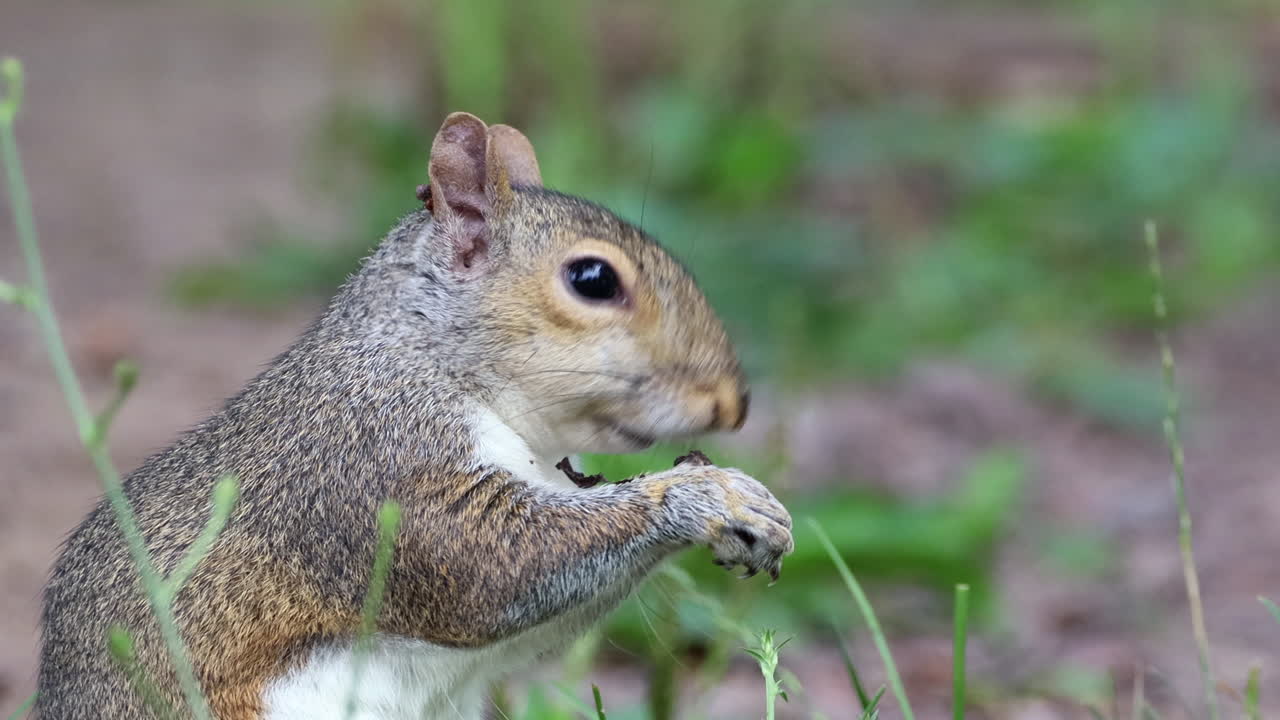 una ardilla comiendo una nuez en el césped