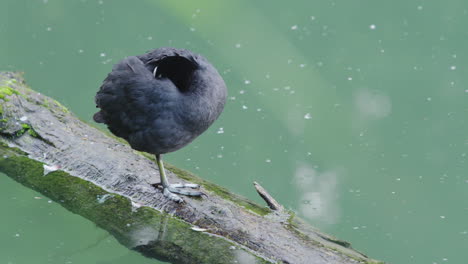 una focha calva durmiendo en una rama en el agua