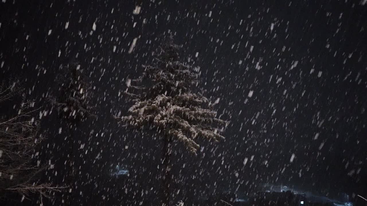 Snowfall On Pine Tree At Night In Winter Season