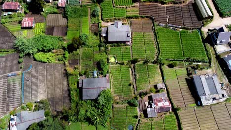 overlooking view of green fields of organic tea growing on large area in rural nuwara eliya, sri lanka