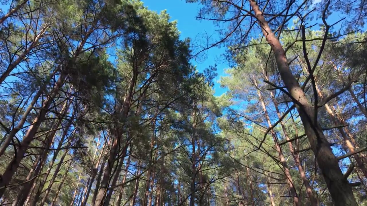 Wide angle shot looking up at tall pine trees stretching towards a vibrant blue sky, sunlit branches creating serene woodland atmosphere, perfect for nature concepts, nobody present.