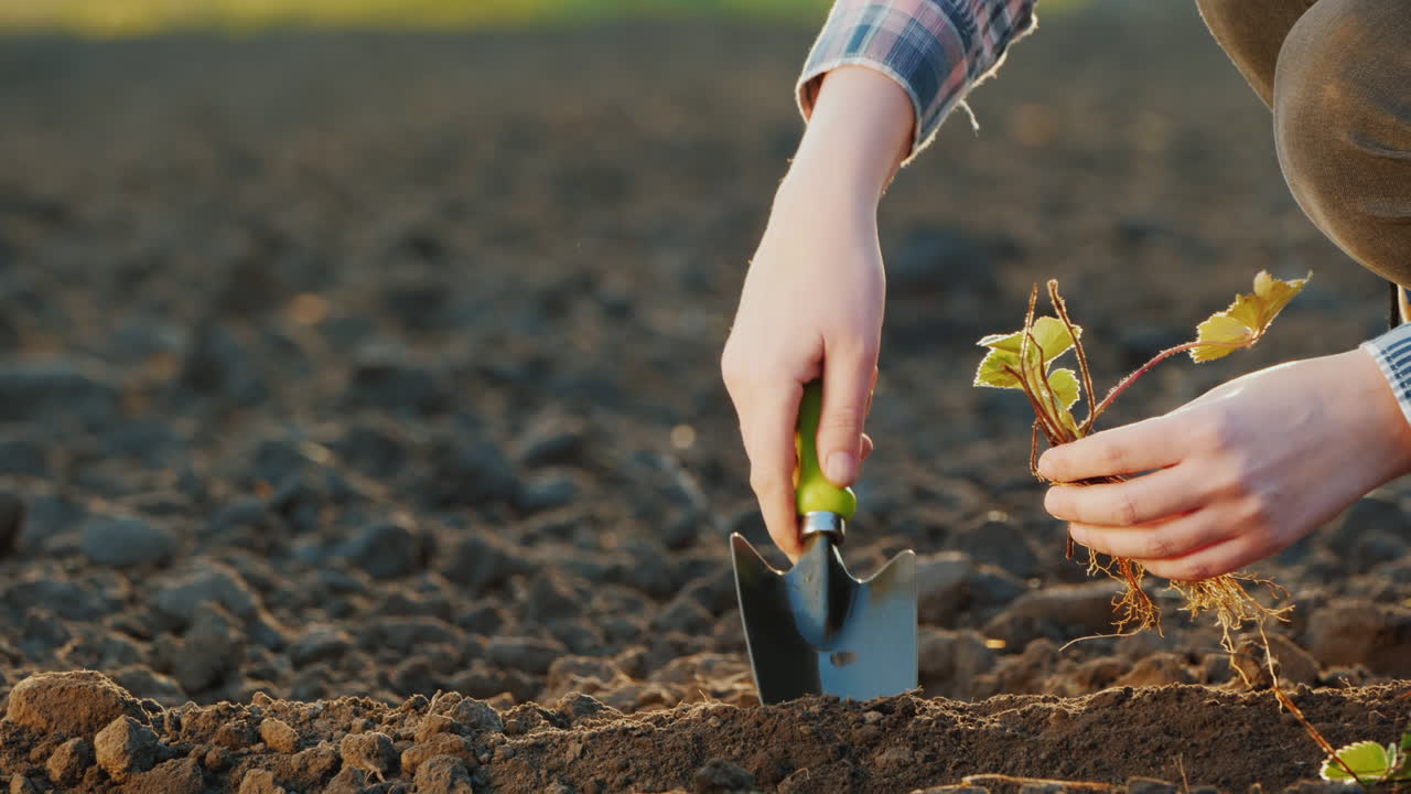 el hombre planta fresas en primer plano de tierra negra