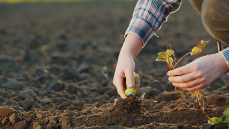 El-Hombre-Planta-Fresas-En-Primer-Plano-De-Tierra-Negra