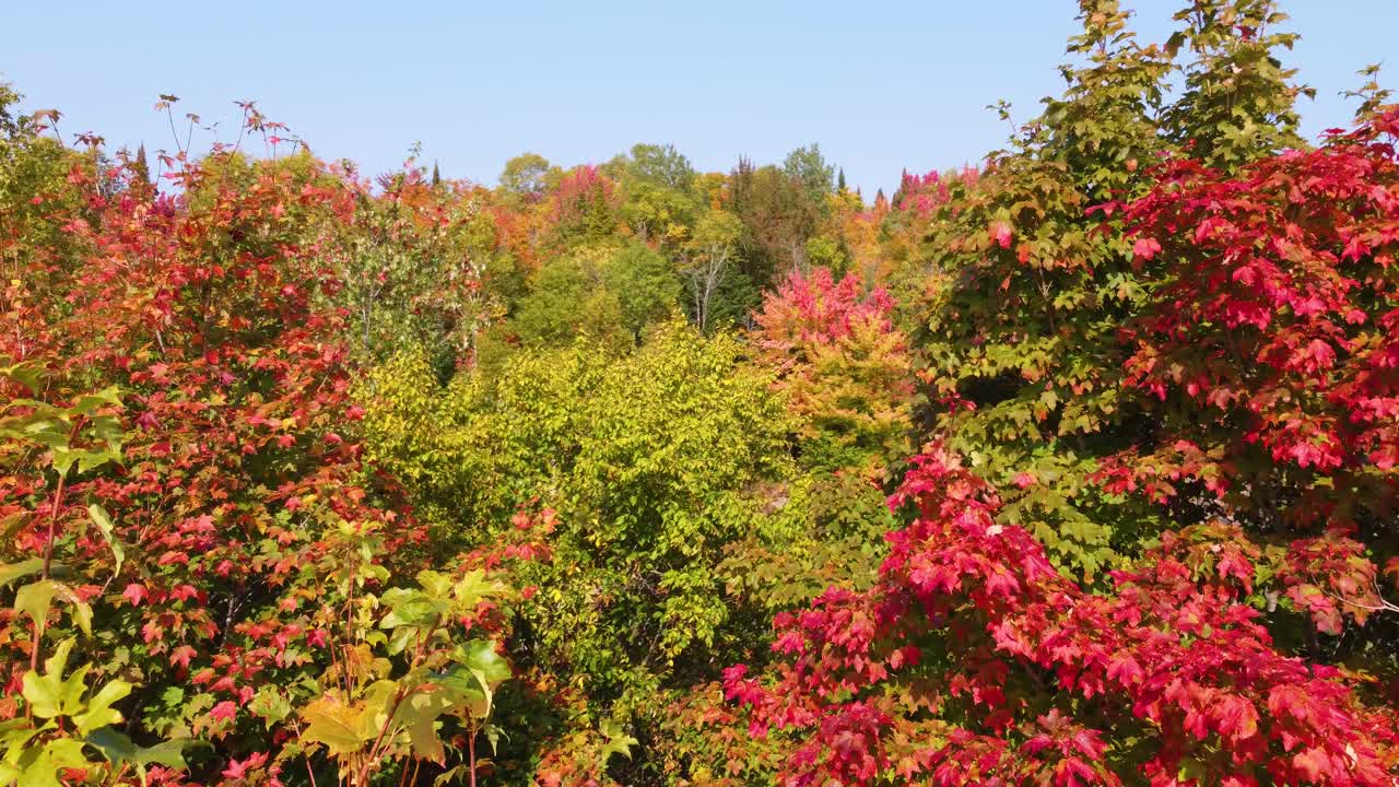 bosque pacífico en la paleta de otoño, drone pasa a través del dosel de los árboles