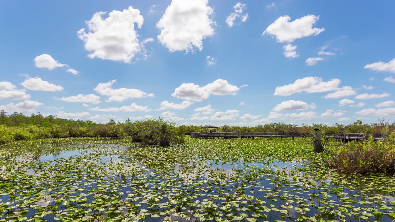 panorama del estanque de lirios acuáticos en el humedal de los everglades con nubes moviéndose en el cielo azul