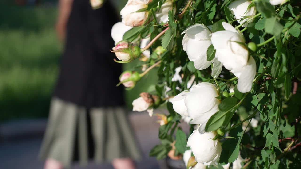 흰 장미 덤불, 모성 개념으로 유모차와 함께 편안한 산책