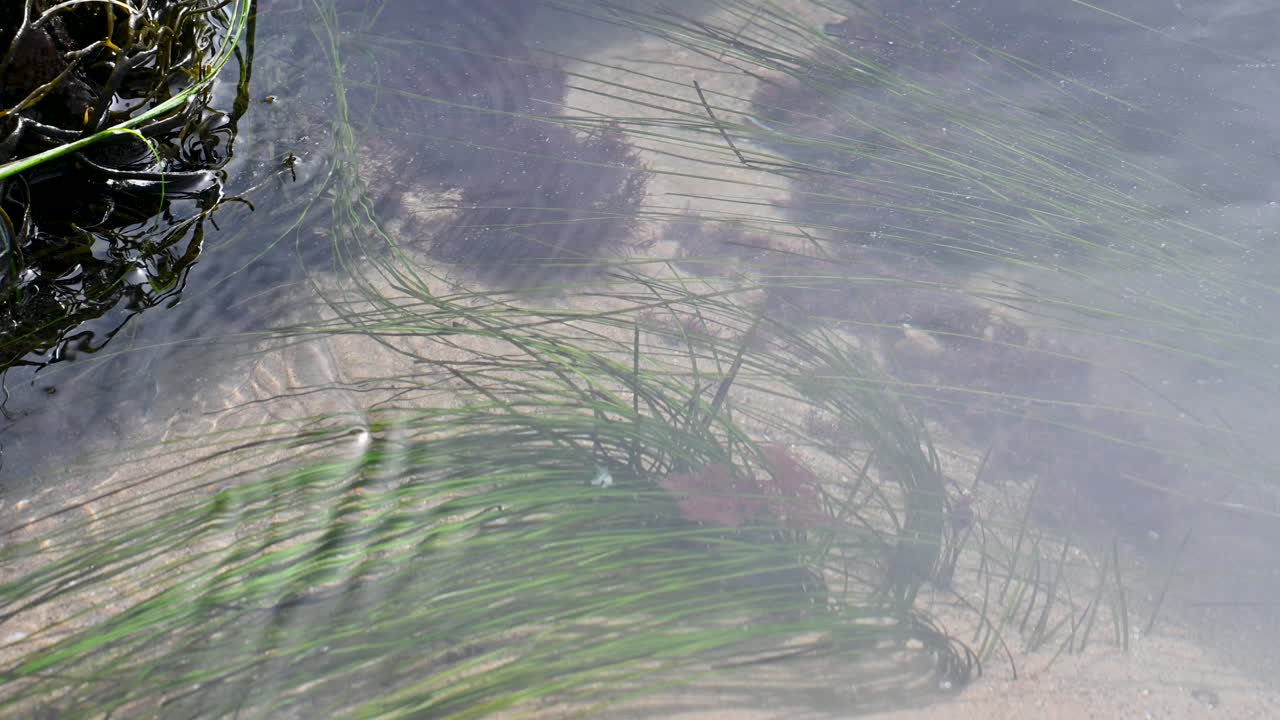 Luftaufnahme von oben von klarem, flachem Wasser, das eine gekräuselte Oberfläche und untergetauchte Wasserpflanzen entlang einer Küstenlinie zeigt, mit Drohne aufgenommen