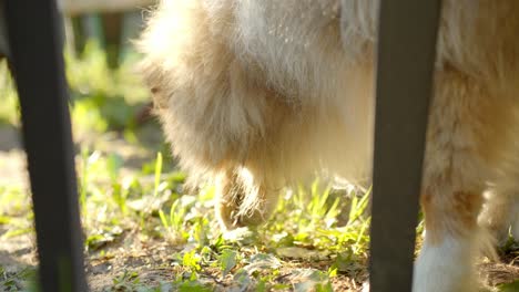 golden hour animal shot: slow-motion hairy collie licking wet grass