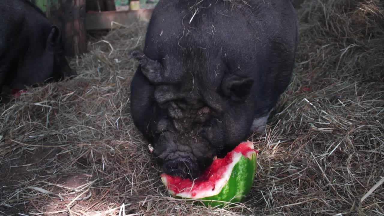 An ugly pig enjoying a colorful watermelon