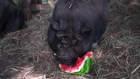 an ugly pig enjoying a colorful watermelon