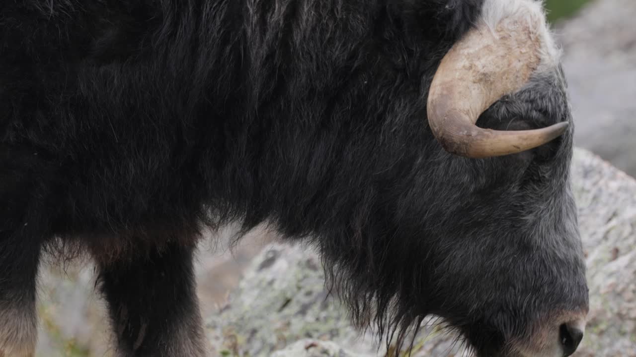 모스코스 (ovis moschatus, 라틴어: musky sheep-ox) 는 모스코크스 (musk ox) 와 모스코 (musk-ox) 라고도 불리며, 복수 모스코센 (muskoxen) 또는 모스코 oxen은 보비데아 (bovidae) 가문의 발이 있는 포유류이다.