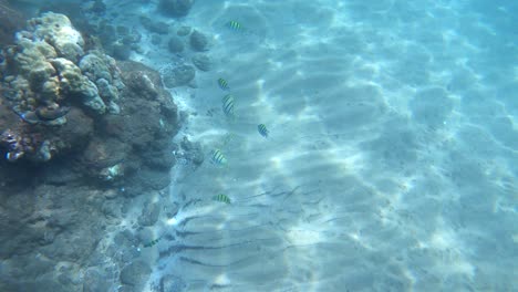 peces de arrecife tropical en maui, hawaii