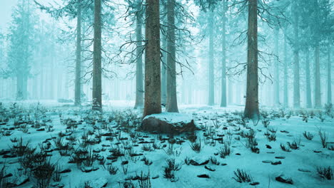 árboles altos en las capas de nieve y en la niebla