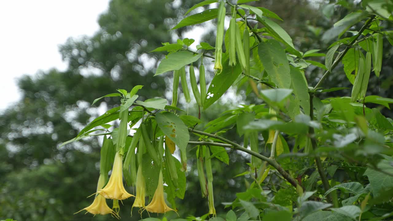 Yellowe Stramonium flowers is blooming in the field