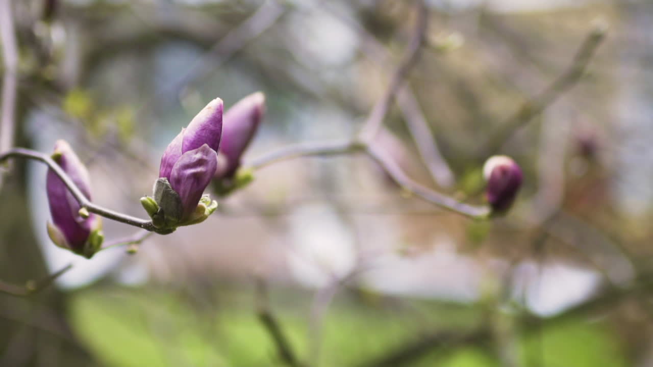 Nærbilde av unge blomster på en tregren