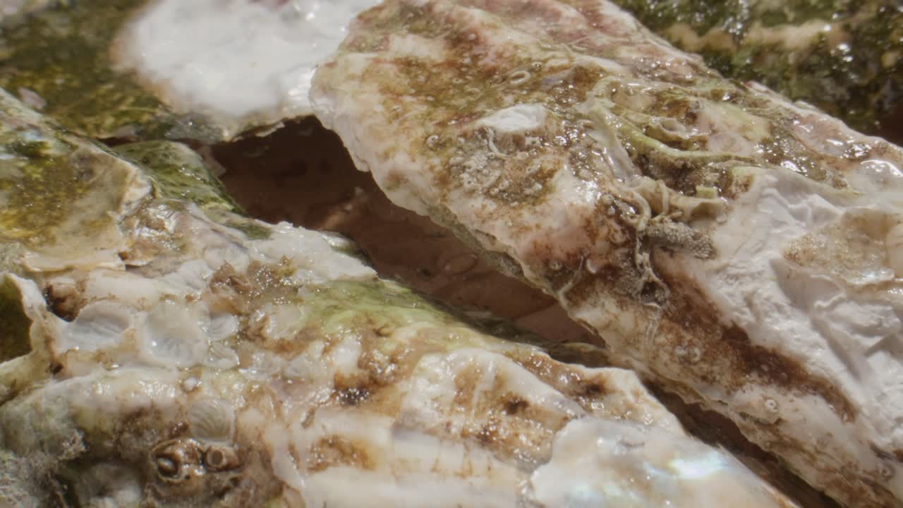 Close Up of Fresh Oysters with Glistening Shells