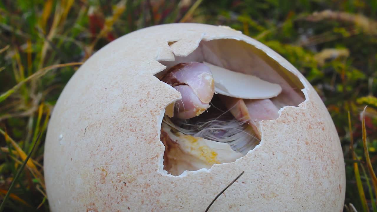 Albatross chick busy hatching out of its shell