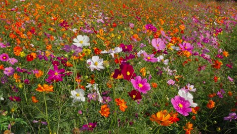 a wide, vibrant field densely packed with cosmos flowers in various colors: pink, orange, white, and red. this colorful and expansive autumn bloom creates a beautiful, natural tapestry under sunlight.