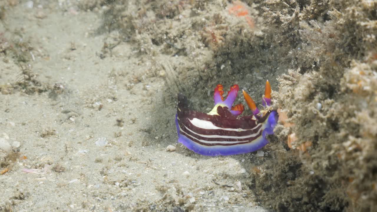 Stunning coloured Nudibranch sea slug moves slowly along on a coral ...