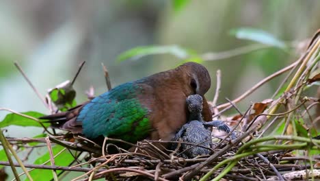 the common emerald dove is common to asian countries and it's famous for its beautiful emerald coloured feathers